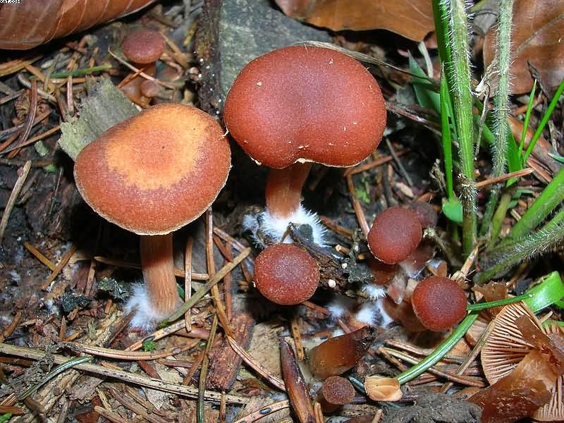 Tubaria furfuracea       (Pers.)     Gillet